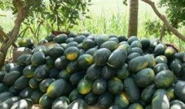 木鳖瓜熟了怎么吃,美味食法大揭秘