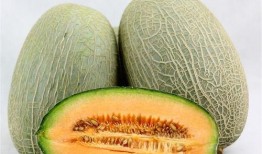 局长拿哈密瓜找队员吃瓜,队员共享欢乐时光