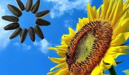 葵花吃瓜小说,揭秘校园风云背后的秘密