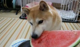 柴犬阳台吃瓜,一场关于吃瓜的欢乐时光