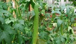 瓜怎么吃害虫,瓜类作物害虫的生态防治之道