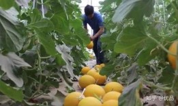 只吃保熟的瓜,品味成熟瓜果的甘甜与营养