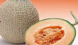 孕妇肾结石可以吃哈密瓜,哈密瓜助力健康饮食新选择
