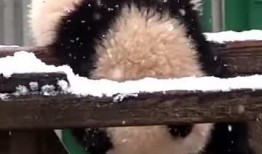 吃瓜直播间有小熊,萌翻网友