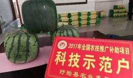 鲜佛瓜怎么吃,探索美味与健康的完美融合