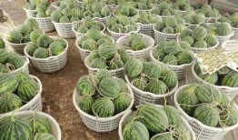 棚头吃瓜,揭秘娱乐圈幕后故事