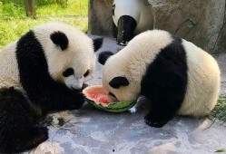 吃瓜直播间熊猫,揭秘娱乐圈幕后故事