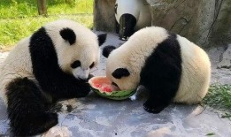 吃瓜直播间熊猫,揭秘娱乐圈幕后故事