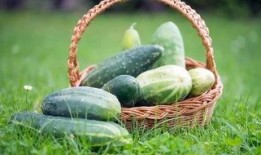 春天吃芽夏天吃瓜,四季养生之道