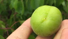 133.sx吃瓜,揭秘网络热点背后的真相与笑料