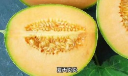 哈密瓜冷藏能保存多久吃,掌握技巧，延长美味时光