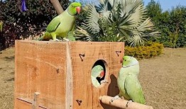 怎样防止鸟吃瓜,有效措施守护丰收瓜果