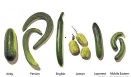 吃瓜网友名字大全,名字大全背后的趣味与智慧