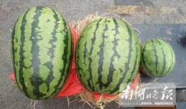 东北吃瓜吗,吃瓜群众的味蕾盛宴