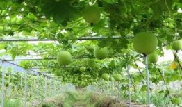 国外吃瓜地址,一网打尽全球热点事件