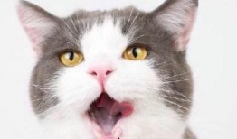 小肥猫吃瓜qq,揭秘网络红人的瓜田奇遇