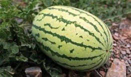 西瓜整瓜怎么分块吃,西瓜整瓜分块吃法攻略