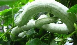 鸡吃不吃蛇瓜,探究鸡是否食用蛇瓜之谜