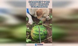 大狗子吃瓜