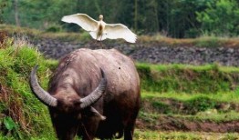 达奇老牛吃瓜视频,趣味横生的乡村生活瞬间