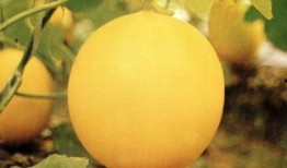 长治壶关吃瓜事件