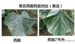 吃瓜群众贝壳,揭秘网络热议背后的真相