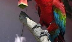 怎样防止鸟吃瓜,有效措施守护丰收瓜果