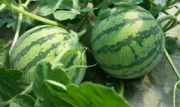 吃瓜群众的第三个瓜,娱乐圈幕后真相大曝光