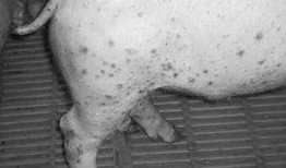 湿疹可以吃猪瓜吗,猪瓜的养生之道