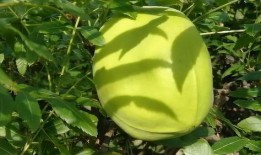 带你吃瓜野生鞭炮,带你领略传统火药的独特魅力