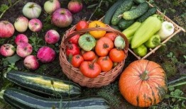 明天摘瓜吃,共享甜蜜时光