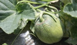 吃瓜的蘑菇,揭秘蘑菇的奇妙食性