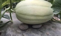 吃黄丿瓜,揭秘黄丿瓜的神奇功效