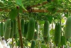 菜博会吃瓜,尽享田园美味盛宴”