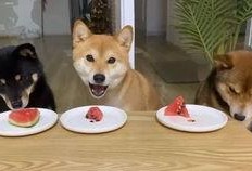 柴犬阳台吃瓜,一场关于吃瓜的欢乐时光