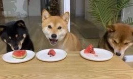 柴犬阳台吃瓜,一场关于吃瓜的欢乐时光