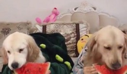 金毛吃瓜被抓,宠物安全意识需加强