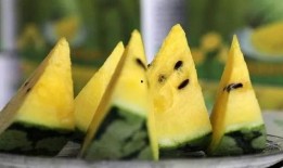 吃瓜小可爱莱州沙河,吃瓜小可爱探寻的生态秘境