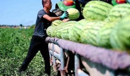 吃瓜小可爱莱州沙河,吃瓜小可爱探寻的生态秘境