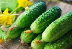 某骨教吃瓜,一场校园风云录