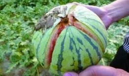 风情by大白在吃瓜,吃瓜界的风云人物