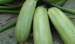 吃瓜宇西,网络红人的崛起与影响力