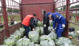 崇州吃瓜事件,一场网络热议背后的真相与反思