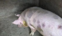 湿疹可以吃猪瓜吗,猪瓜的养生之道