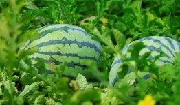 茶山吃瓜吧,揭秘茶山美食与休闲生活新风尚