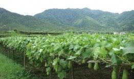 鲜佛瓜怎么吃,探索美味与健康的完美融合