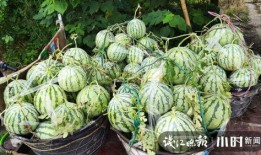 木鳖瓜熟了怎么吃,美味食法大揭秘