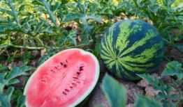 茶山吃瓜吧,揭秘茶山美食与休闲生活新风尚