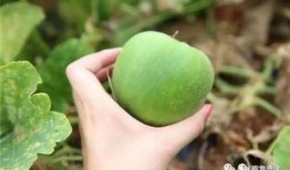 梨瓜怎么炒着吃,家常烹饪新体验