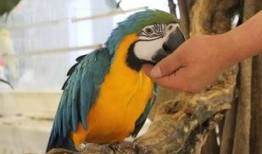 吃瓜神兽图片,揭秘神秘生物的趣味生活